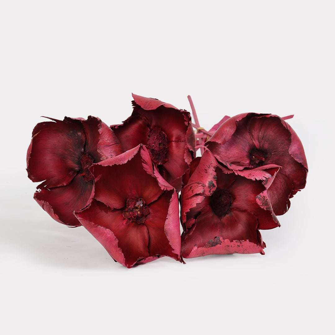 Dried Palm Cup Stems - Set of 5