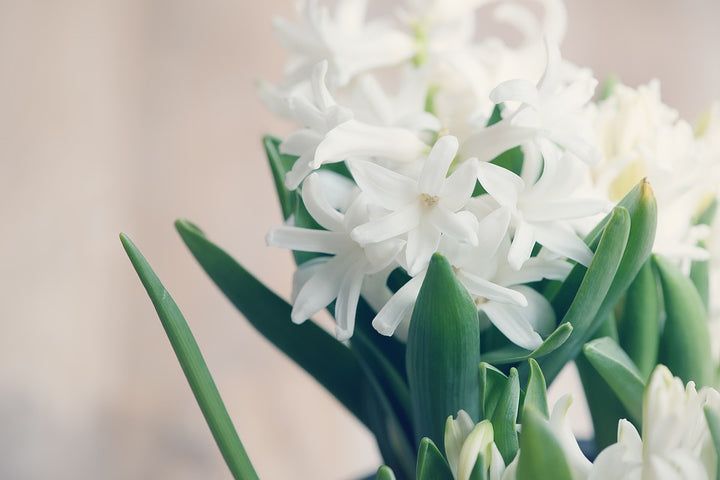 Here's Why Tuberose Is Our Bestselling Fragrance Of The Month