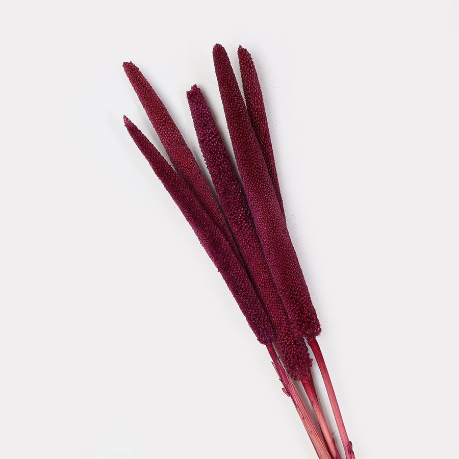 Babala Stems - Set of 5