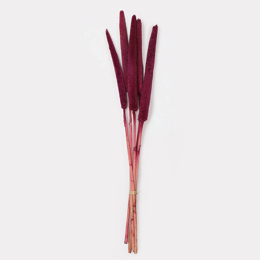 Babala Stems - Set of 5