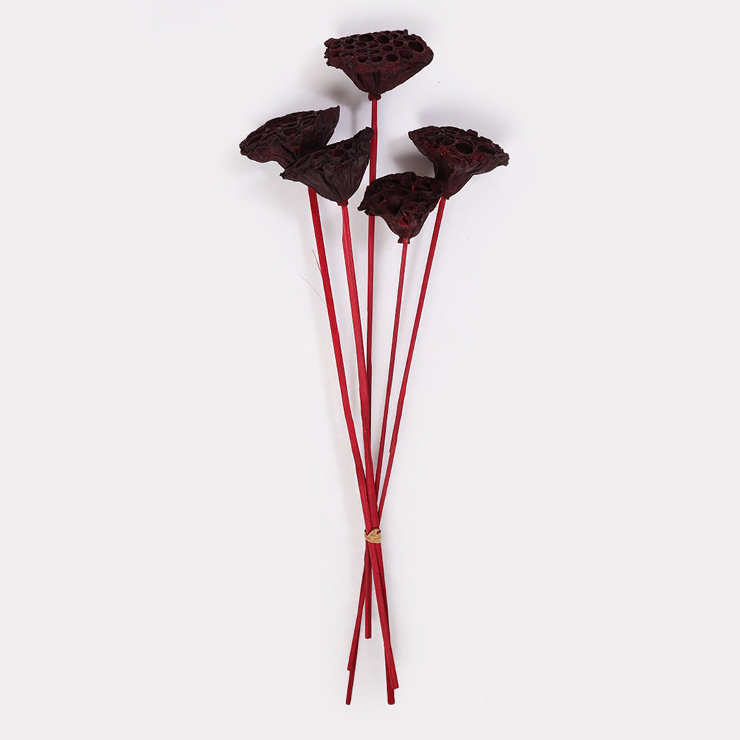 Dried Lotus pod long stems set of 5 in red