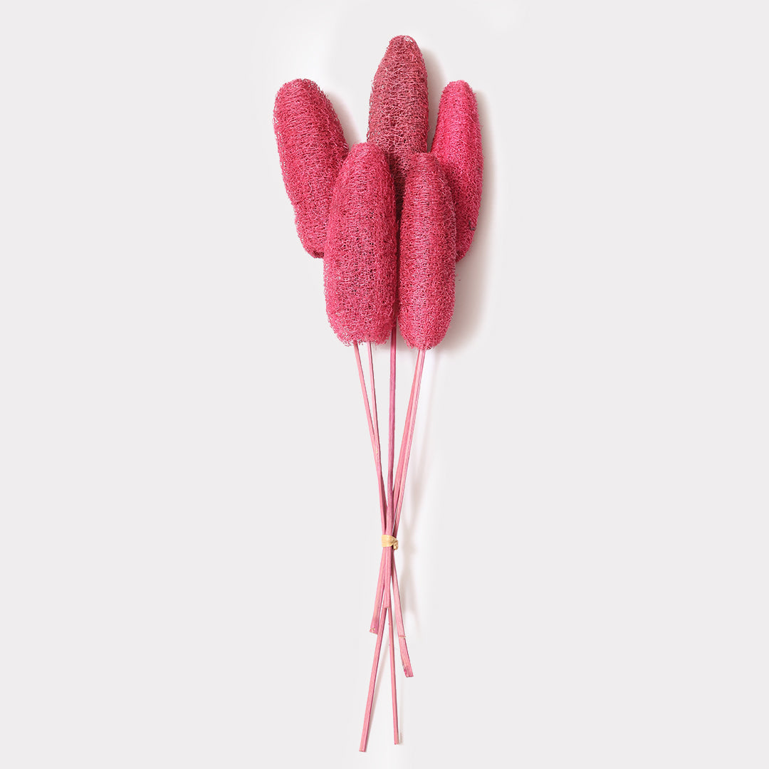 Dried Luffa stems set of 5 in pink